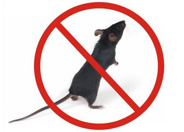 新津灭鼠公司论老鼠对办公室的杀伤力有多大？
