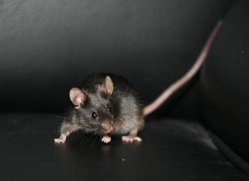 新津灭鼠公司介绍老鼠是人类大敌 如何快速消灭威胁