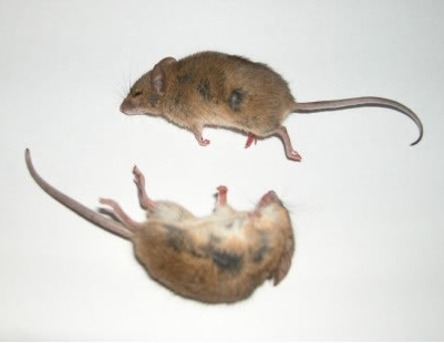 新津灭鼠的时候防止人和畜中毒的预防措施