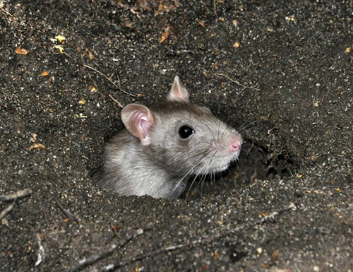 新津灭鼠公司介绍老鼠的危害有多大