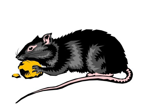 新津灭鼠公司介绍商超防鼠灭鼠的原则