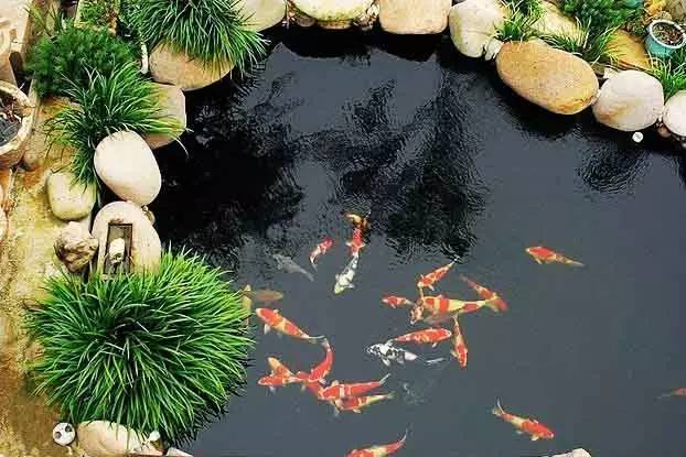 假山锦鲤池