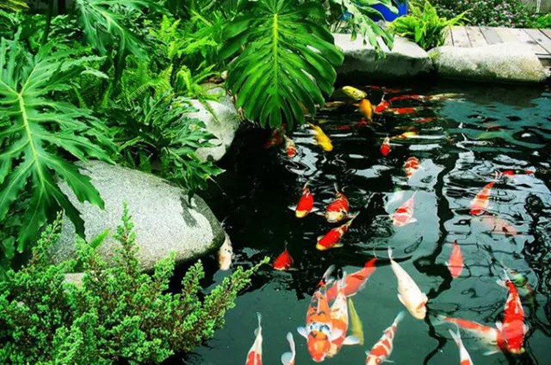假山锦鲤鱼池设计,让锦鲤拥有一个惬意的生活环境