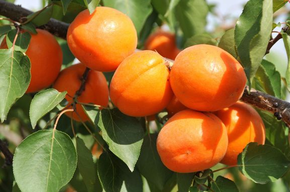 庭院景观设计为什么不可以种植杏树？