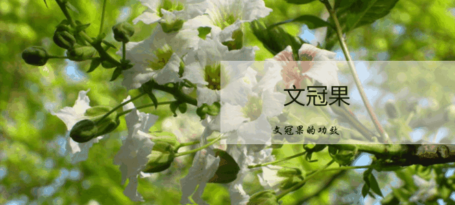 文冠果集團