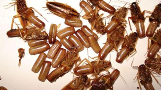 沈阳消杀公司告诉您蟑螂的危害有多大？所以大家都对它那么厌恶。