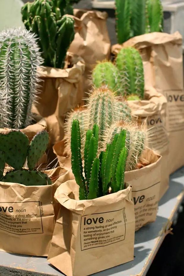 室內植物租擺仙人掌