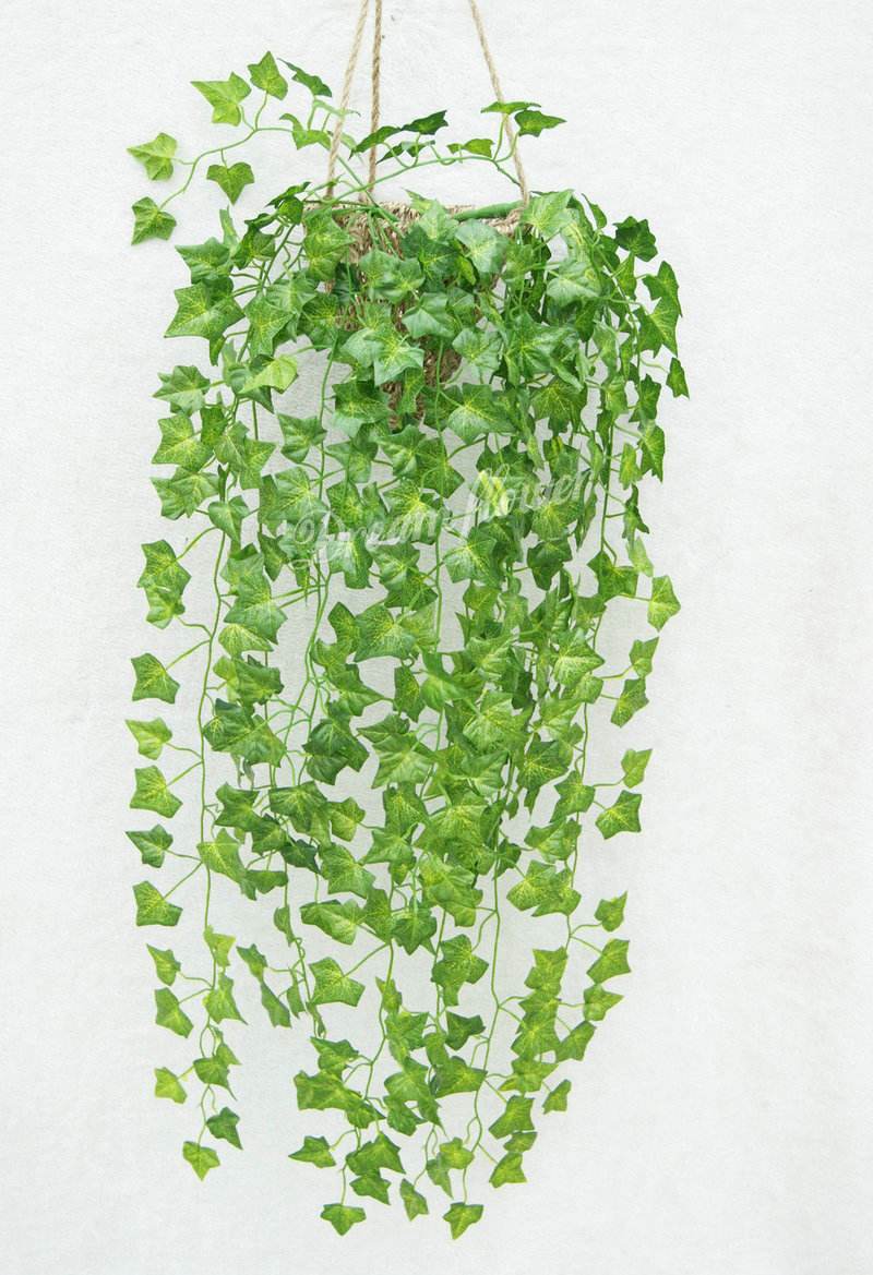 室內植物吊籃