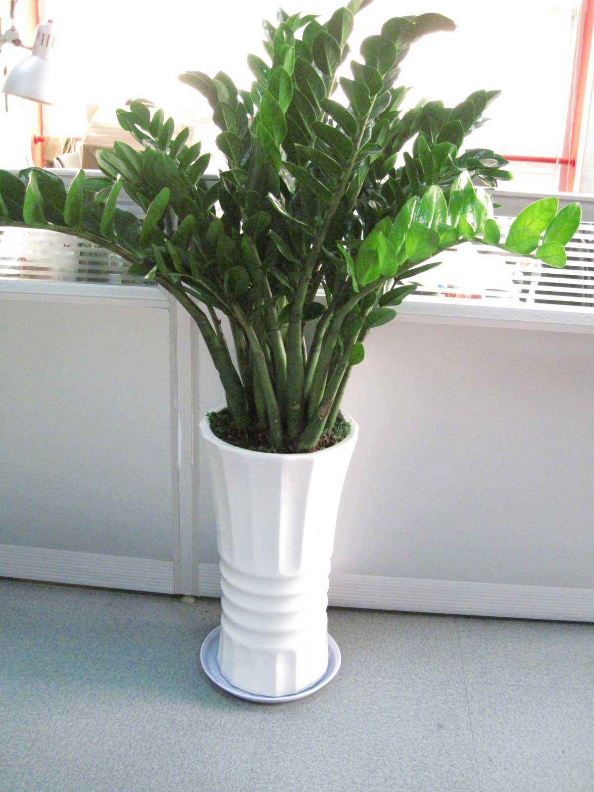 綠植租擺
