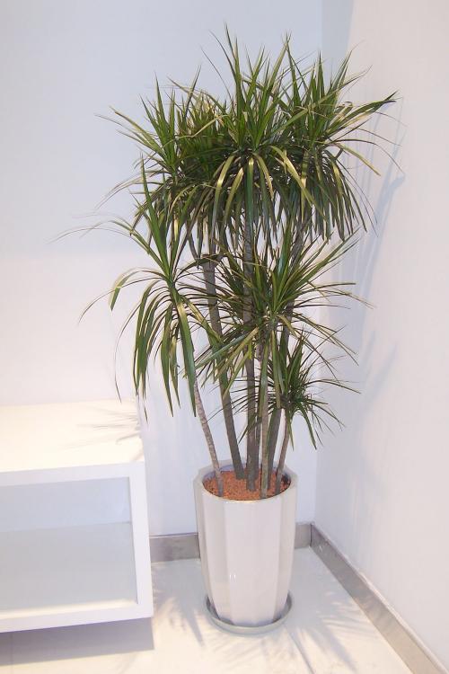 辦公綠植租賃