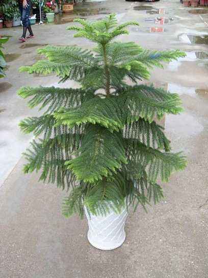室內植物擺租-南洋杉