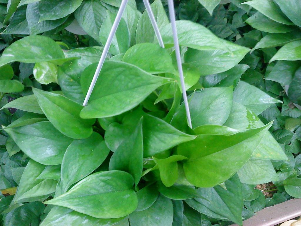 小型植物租擺-黃金葛
