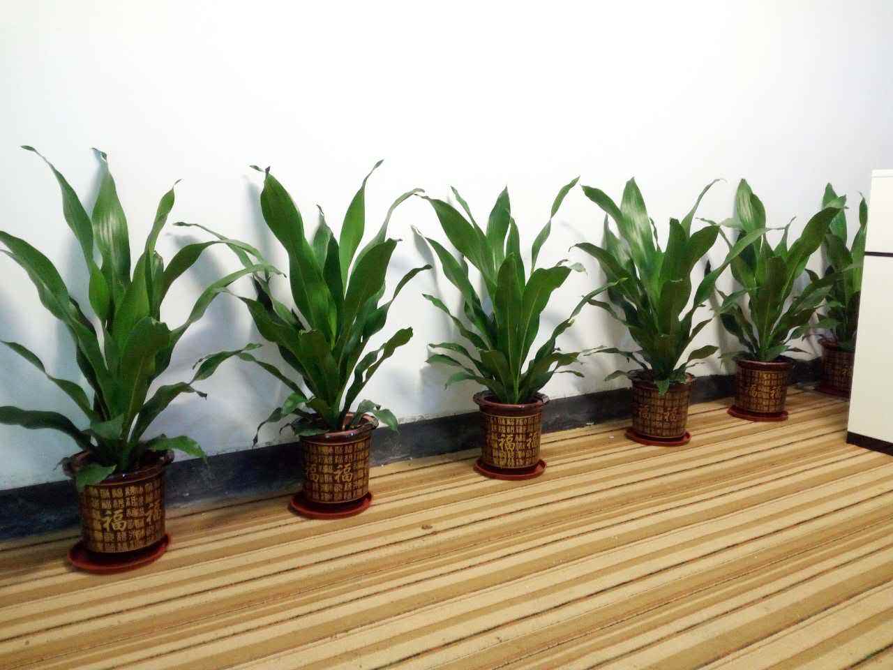 植物養護