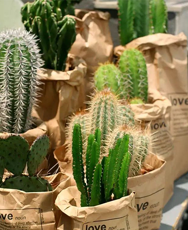 室內植物租擺仙人掌