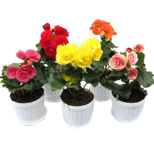 室內植物租擺海棠花