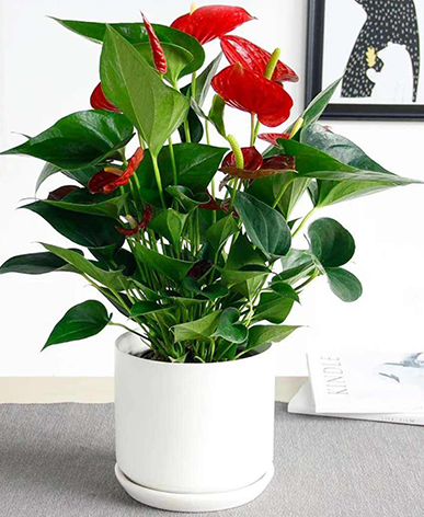 綠植出租—紅掌