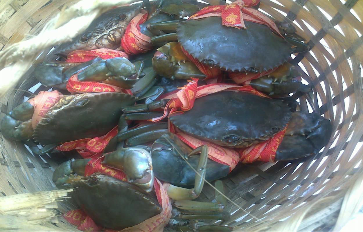 产自浙江中部沿海的三门湾畔的三门青蟹
