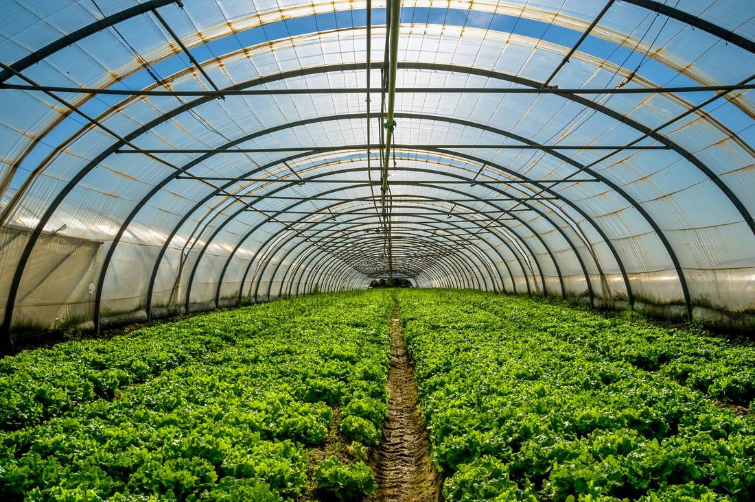 蔬菜温室大棚内给土壤消毒的方法有哪些