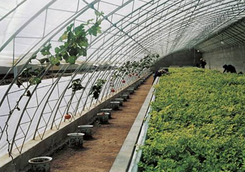 带大家了解下关于蔬菜温室大棚六大误区有哪些
