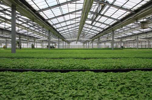 蔬菜温室大棚的初夏管理措施有哪些—山东蔬菜温室大棚生产厂家