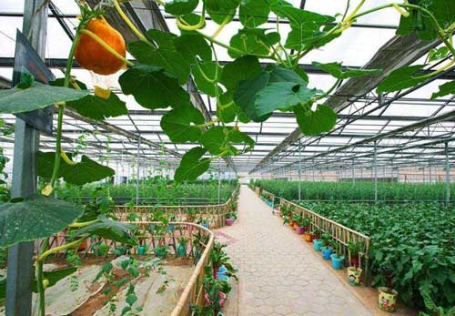 温室大棚蔬菜种植的无需有哪些—山东蔬菜温室大棚生产厂家