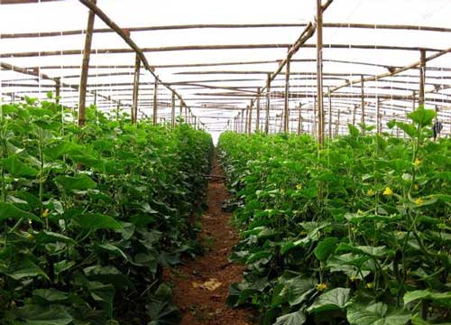 蔬菜温室大棚的初夏管理措施有哪些—山东蔬菜温室大棚生产厂家