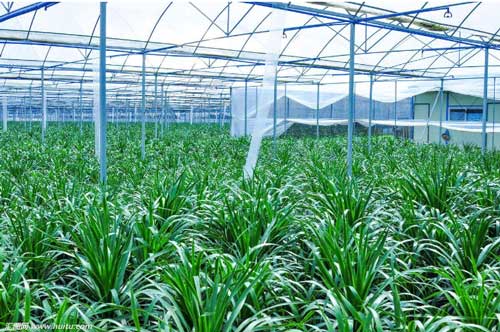 温室大棚种植蔬菜的方法有哪些—山东蔬菜温室大棚生产厂家