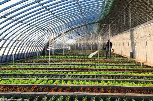 温室大棚蔬菜收获后管理技术的方法以及措施有哪些