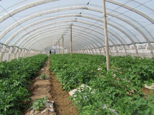 解析春季大棚蔬菜温室大棚种植控温湿度方法有哪些