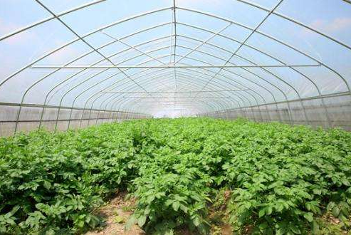 你知道的温室大棚蔬菜应如何合理浇水以及农业蔬菜温室大棚未来的发展方向