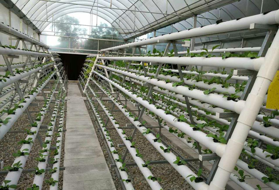 黄山/池州智能温室大棚在种植业上如何发挥智能温室的优势。