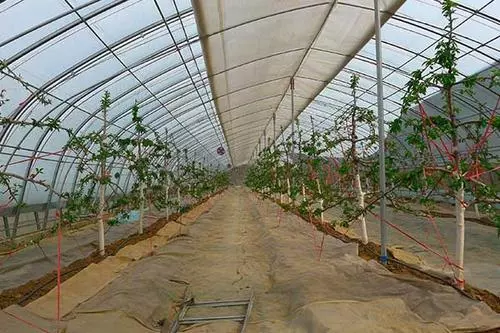 同江/富锦蔬菜温室大棚建设分哪几个步骤