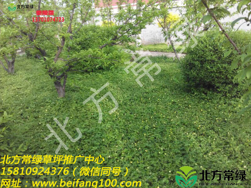 北京委陵菜种植基地介绍