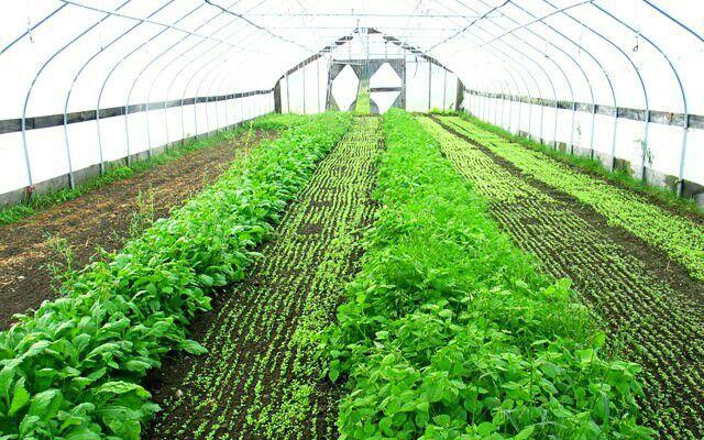 智能温室蔬菜大棚