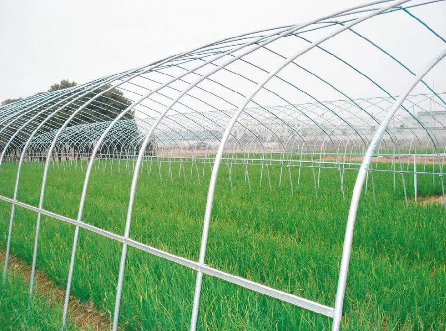 冬季宁夏地区蔬菜温室大棚应该种植的蔬菜