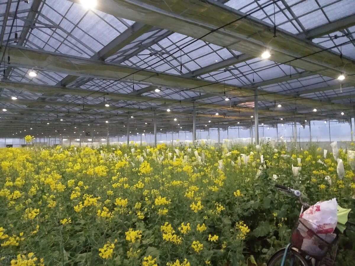 花卉温室大棚对温度有哪些要求？
