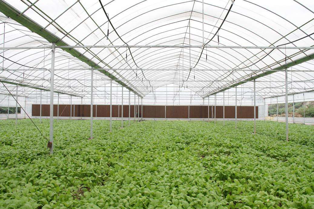 新型蔬菜温室大棚有哪些优点