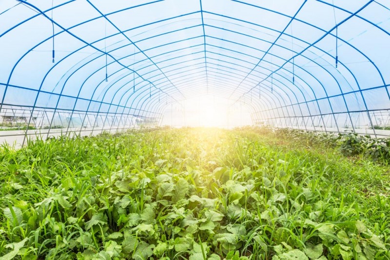 现代化农业日光温室大棚的特点与性能
