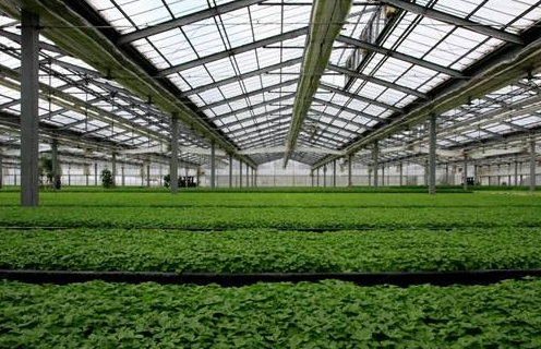 蔬菜温室大棚建造中的昆虫防治方法