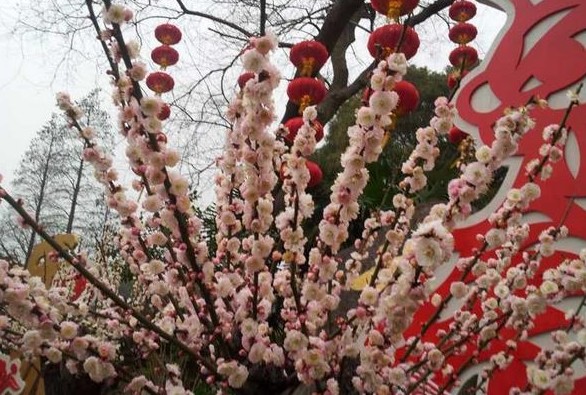 2014年苏州梅花节几时候开幕【无锡梅园】现在去正合适,梅花开得正艳