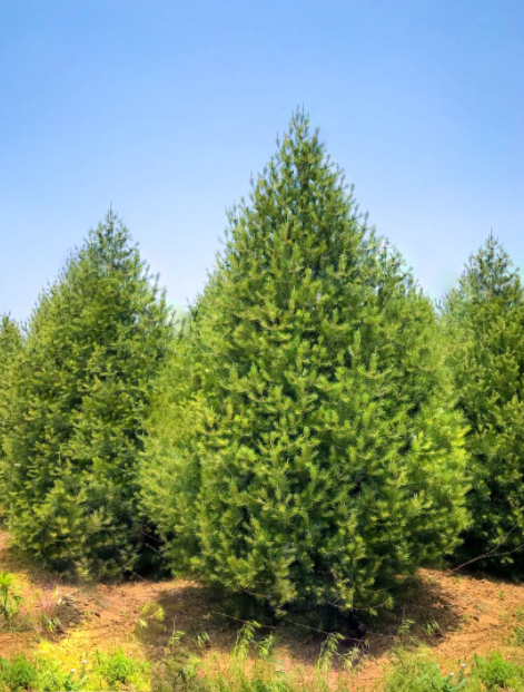 白皮松已被确定为防雾霾树种