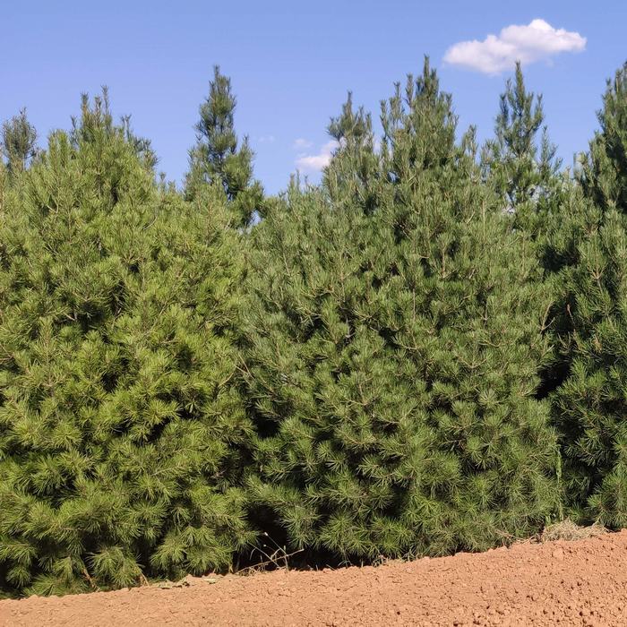 藍田白皮松苗木在綠化中的應用