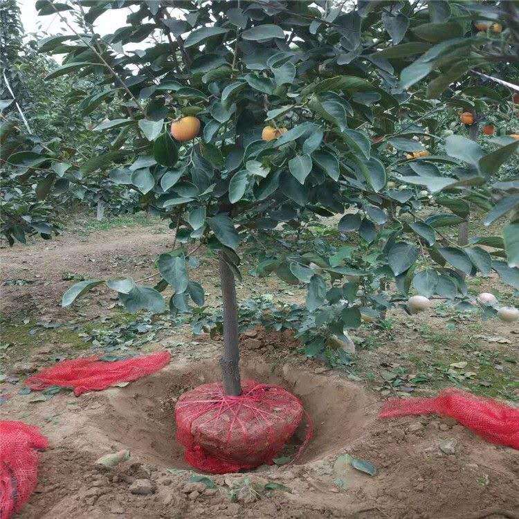 临潼石榴树树苗,移植河南石榴树树苗的注意事项