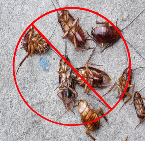 西安消杀公司消灭蟑螂的技巧有哪些？
