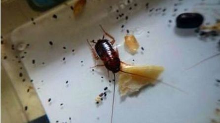 怎样才能有效的防治消灭蟑螂？