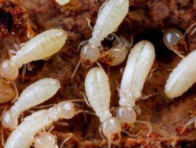 西安消杀公司带你了解白蚁的危害具有哪些特点