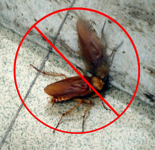 灭蟑螂公司分享使用物理方法灭杀蟑螂
