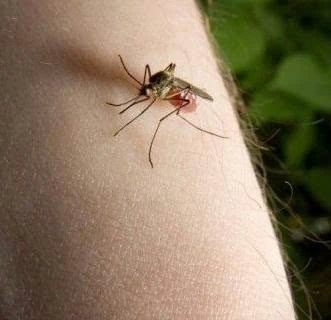 西安灭四害公司提醒您夏蚊可能还没秋蚊多