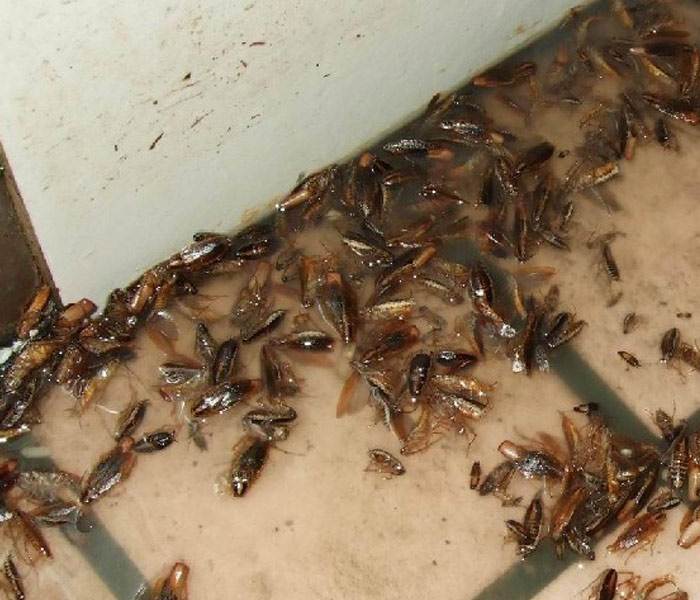 西安灭四害公司分析灭蟑螂最彻底的方法