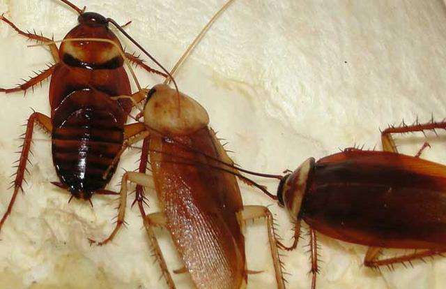 西安灭蟑螂可以保多久有效？